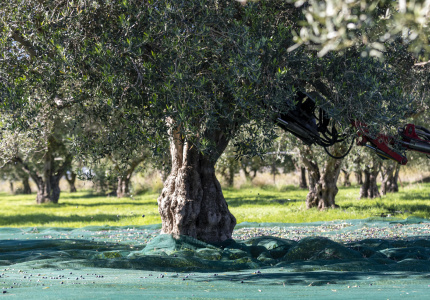 tracciabilità olio e olive Bono